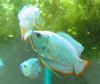 Male Cobalt Blue Dwarf Gourami