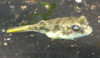 Fahaka Puffer