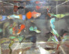 Assorted Male Guppy Guppies