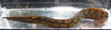 Tire Track Eel
