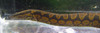 Tire Track Eel