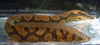 Tire Track Eel