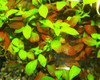 Ludwigia Ovalis aquarium plant. Little fishies love to hide in these