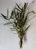 5 Hygrophila Araguaia Stems Plant