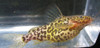 Synodontis Schoutedeni Catfish