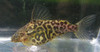 Synodontis Schoutedeni Catfish
