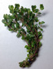 Rotala Macrandra