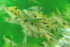 12 Assorted Color Dwarf Shrimp