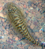 Zebra Hillstream Loach