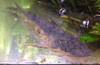 Dwarf Indian Goonch Catfish 10-11"