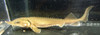 Siberian Sturgeon