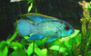 Electric Blue Acara 