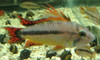 Apistogramma Cacatuoides Double Red Dwarf Cichlid Pair