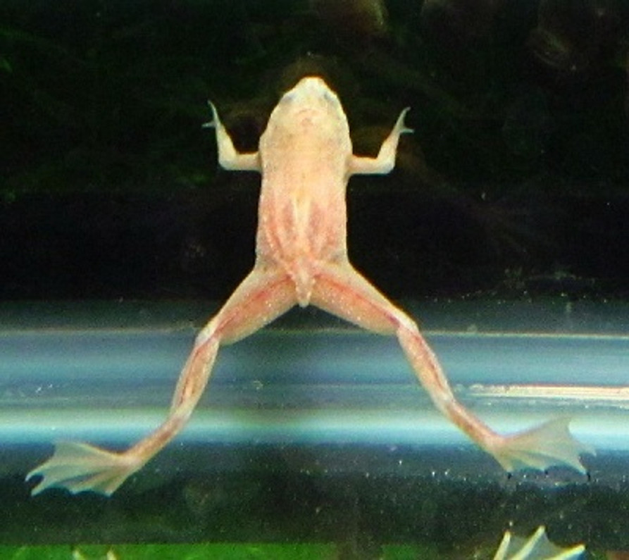 Dwarf Frogs Back In Stock 5/16/25