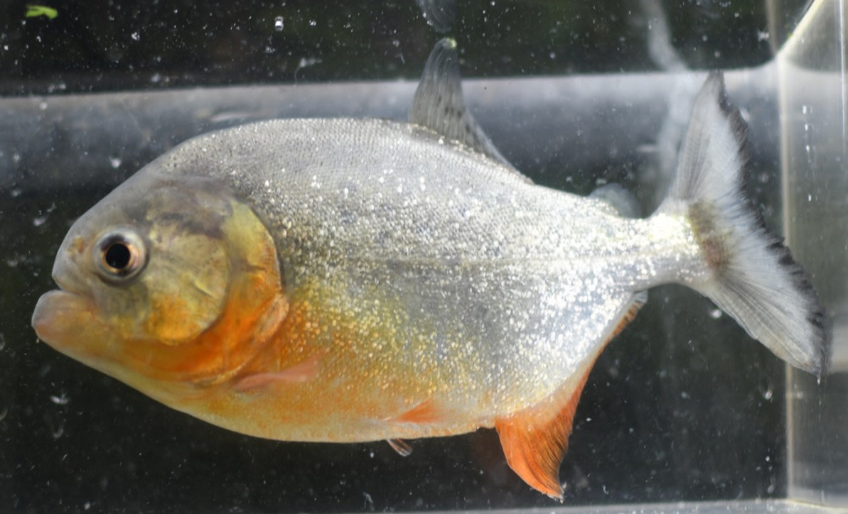 Limited Number of Red Belly Piranha Fry Back in stock 4/18/2023