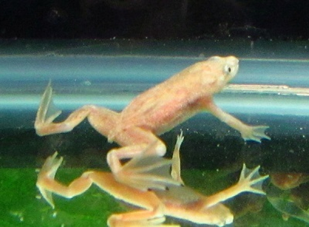 15 Blonde African Dwarf Frog Available 2/23/2024