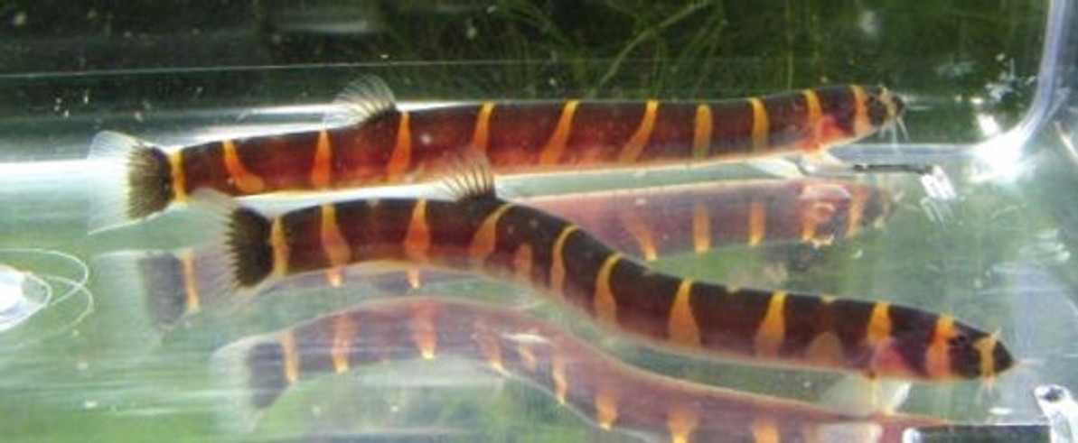 Kuhli loaches and dwarf frogs back in stock! 03/19/2023