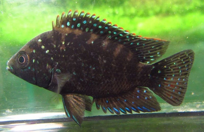 Black Belt Cichlid (Vieja maculicauda)