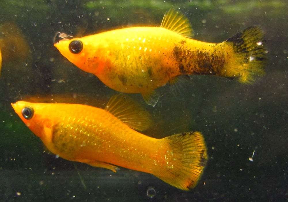 24Karat Gold Dust Molly TRiN's Tropical Fish