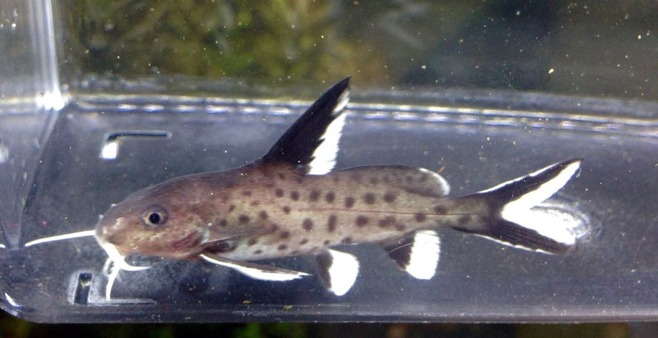 Freshwater Catfish For Sale