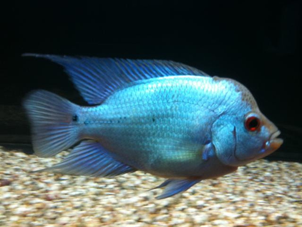 electric blue flowerhorn