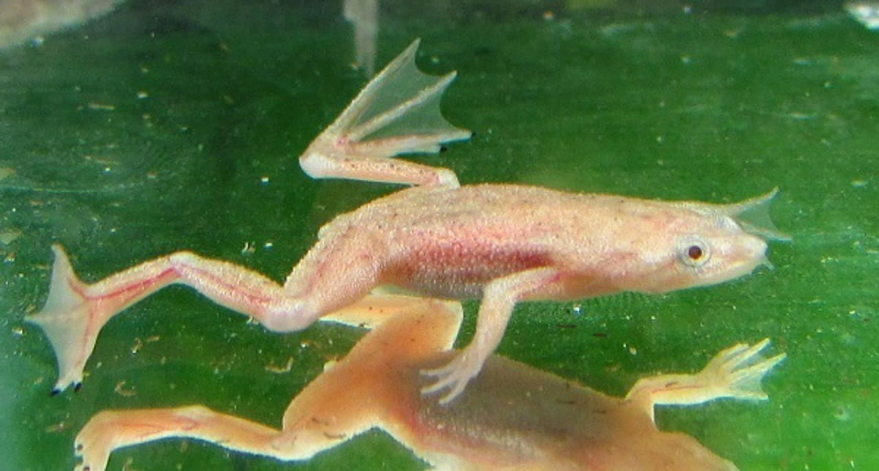 Blonde African Dwarf Frog TRiN s Tropical Fish