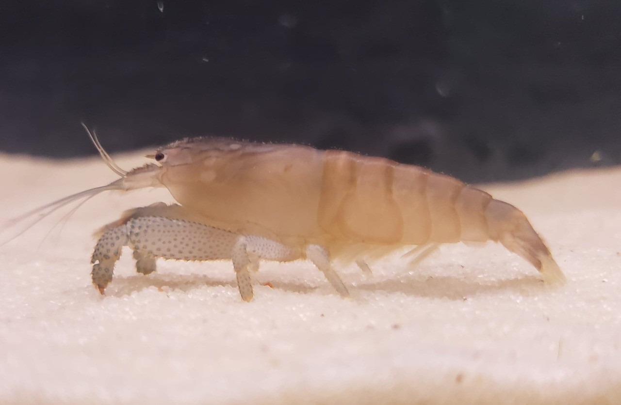Vampire Shrimp / African Filter Shrimp / Atya Gabonensis