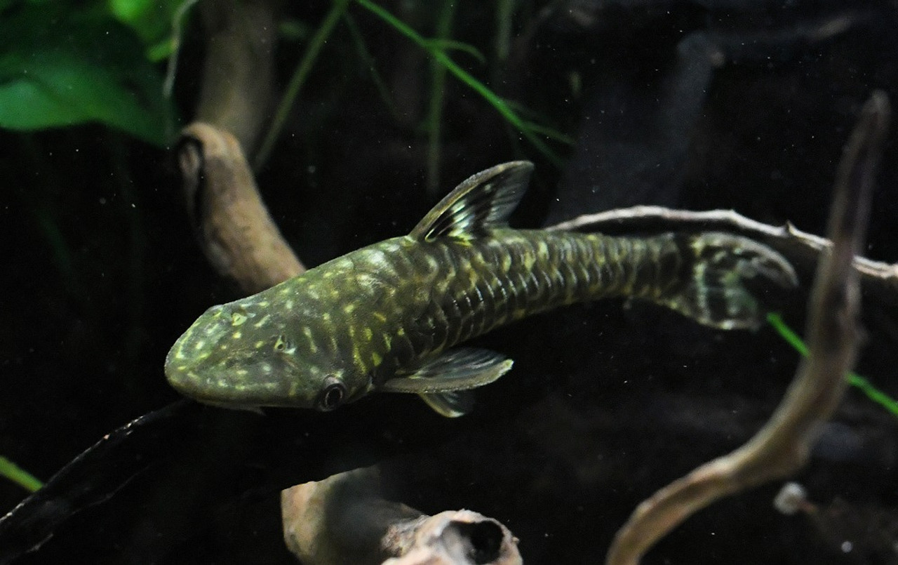 giant otocinclus