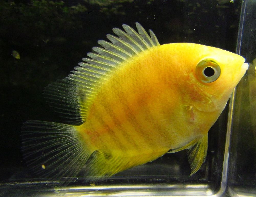 Gold Severum TRiN's Tropical Fish