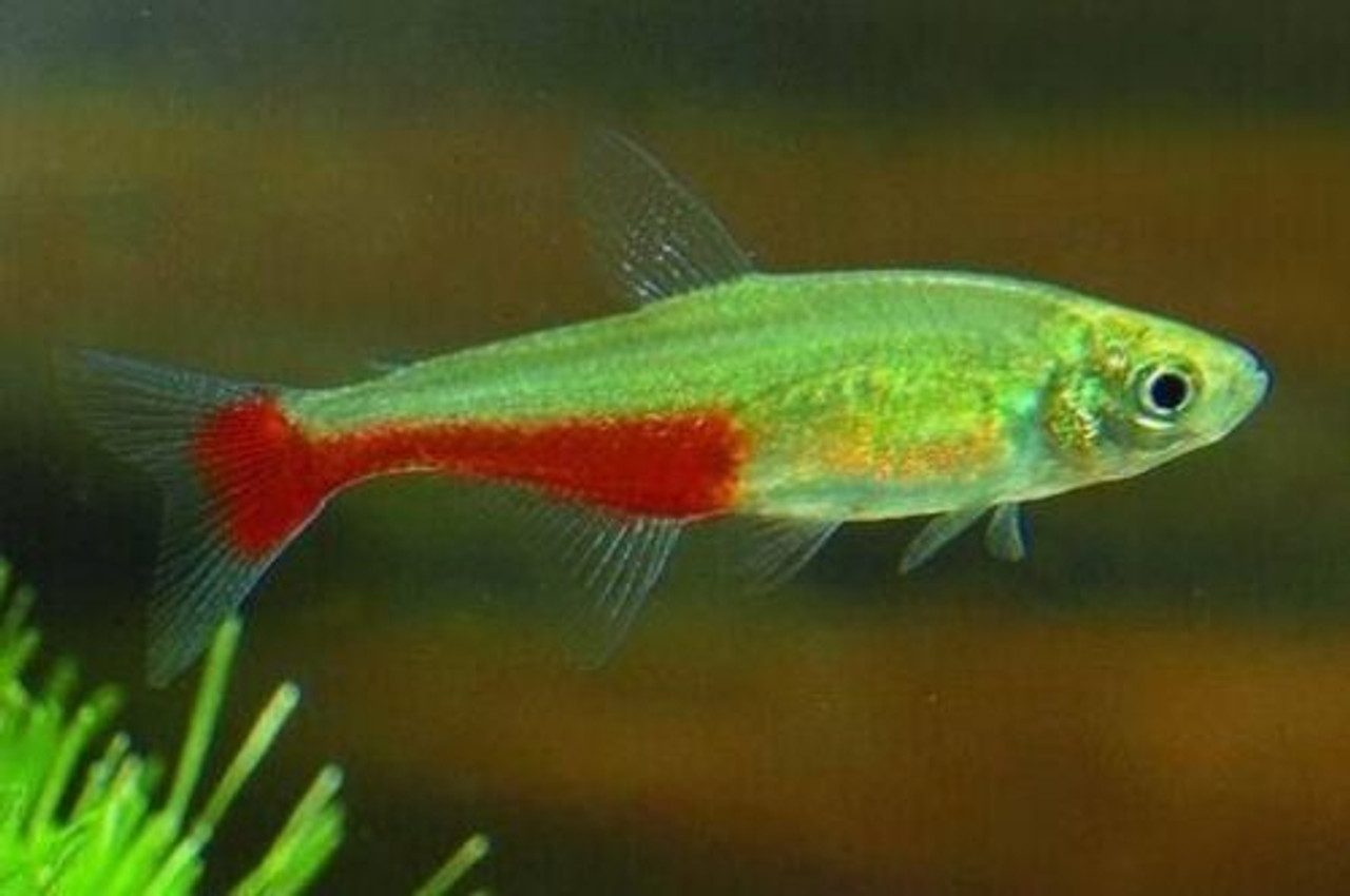 Tetra Fish: What to Know – Petsmont