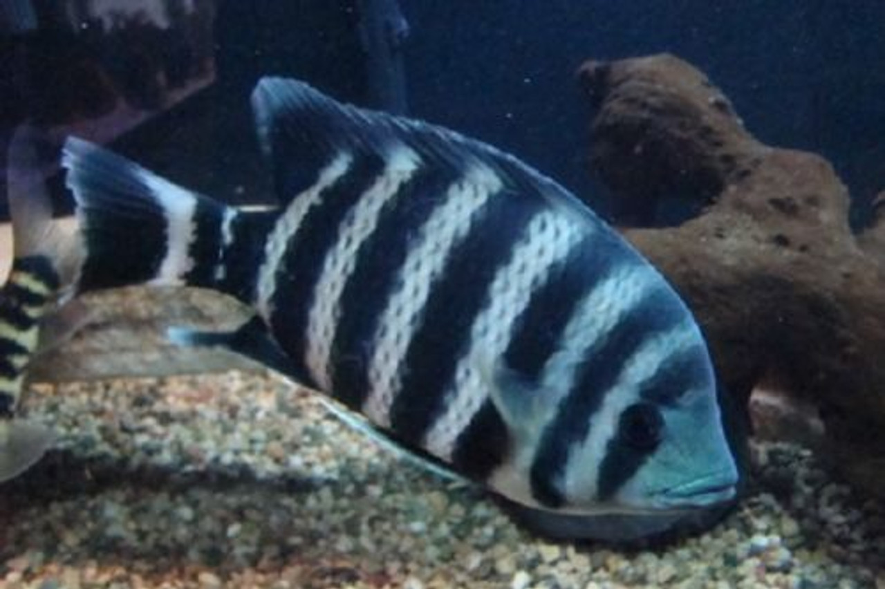 Tilapia Buttikofferi Cichlid - TRiN's Tropical Fish
