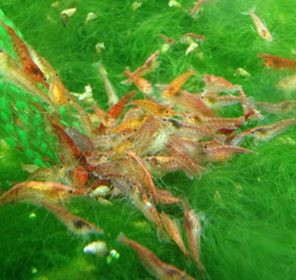 12 Assorted Color Dwarf Shrimp - TRiN's Tropical Fish
