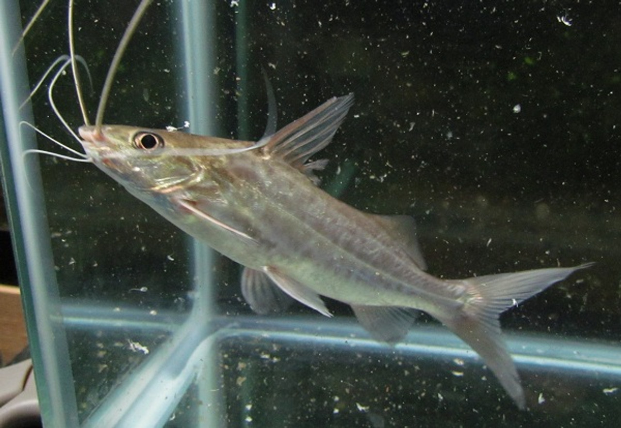 Catfish - Four Line Pictus