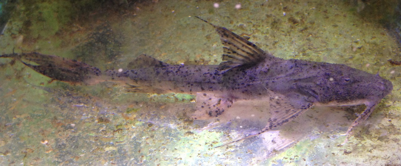 Dwarf Indian Goonch Catfish