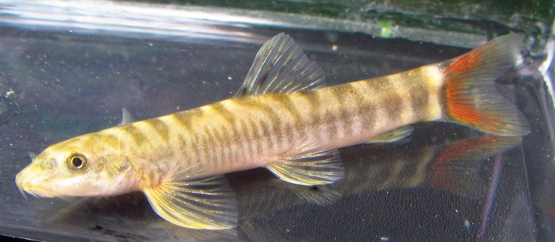 Red Loach Redtailed Sand Loach (Schistura mahnerti)