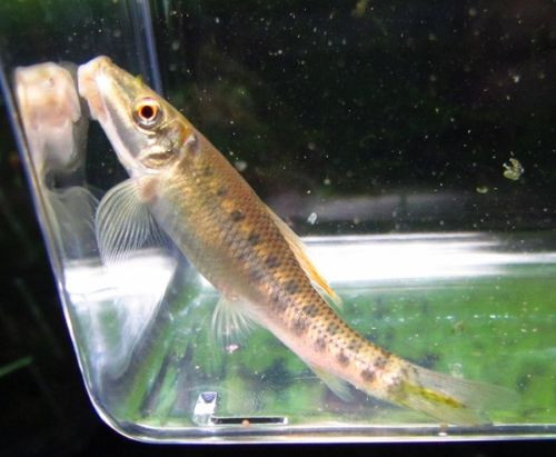 Freshwater Algae Best Algae Eating Fish For Small Tank Otocinclus