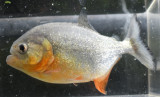 Limited Number of Red Belly Piranha Fry Back in stock 4/18/2023