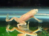 15 Blonde African Dwarf Frog Available 2/23/2024