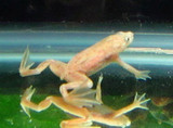 Blonde dwarf frogs are back in stock! 11/15/2022