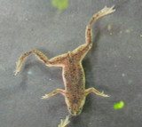 African Dwarf Frogs Back In Stock 8/6/24