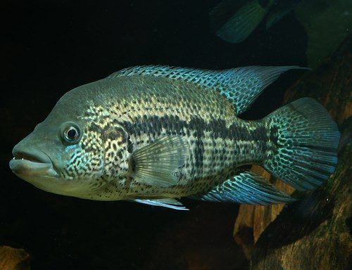 Electric Blue Carpintis Cichlid (Herichthys carpintis)