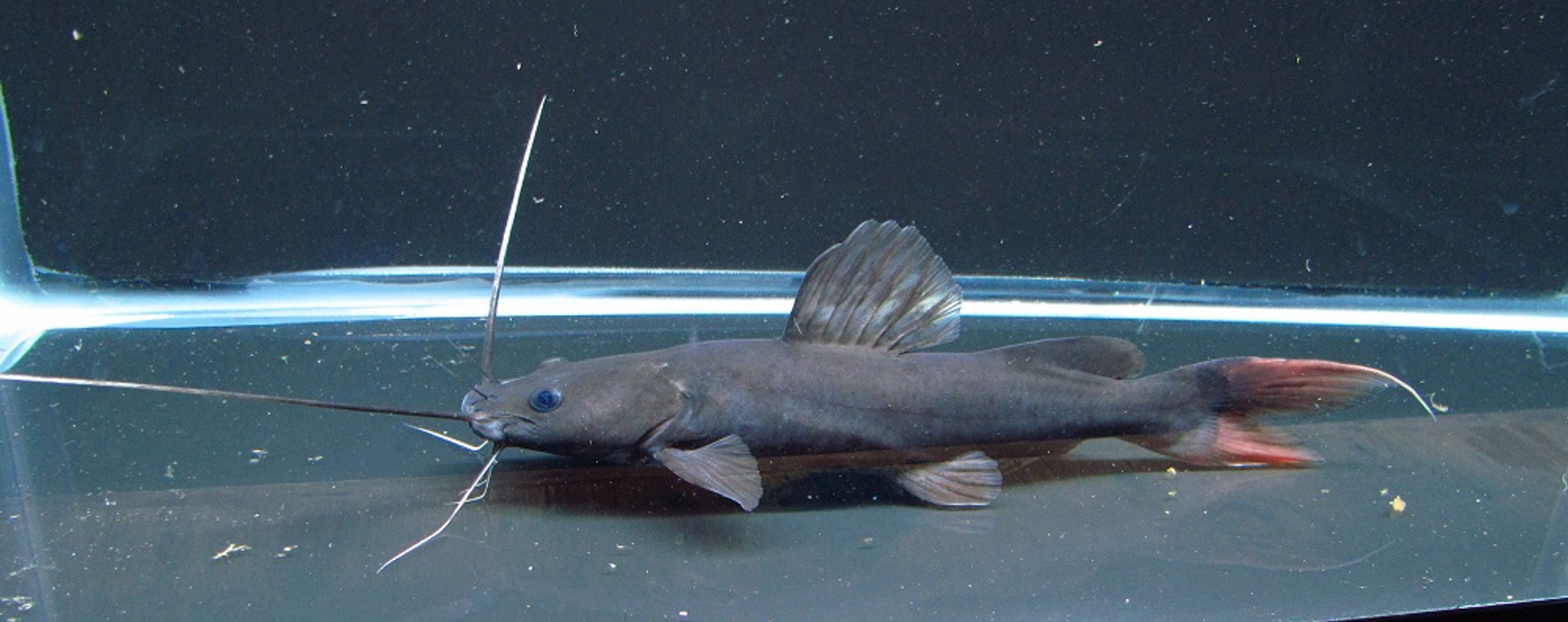 Red Belly Piranhas for Sale Buy Predatory Freshwater Fish Online