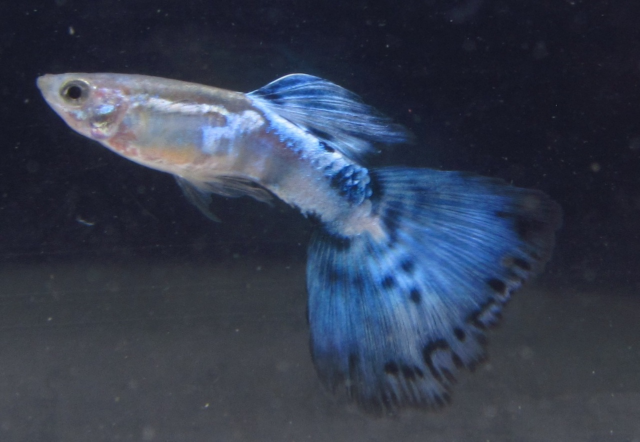 Livebearers - TRiN's Tropical Fish