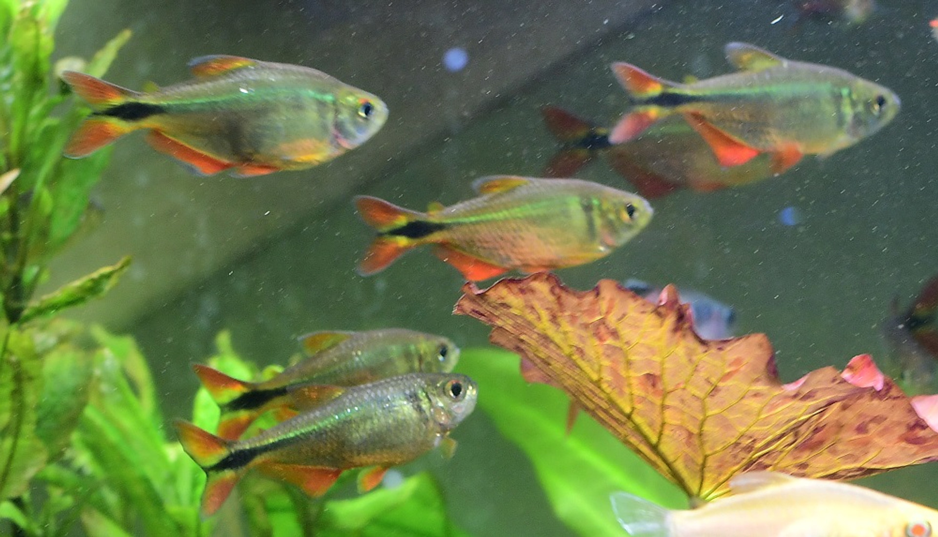 Live Tropical Fish For Sale Page 4