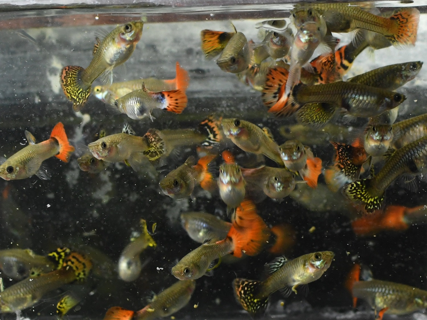 Livebearers - TRiN's Tropical Fish