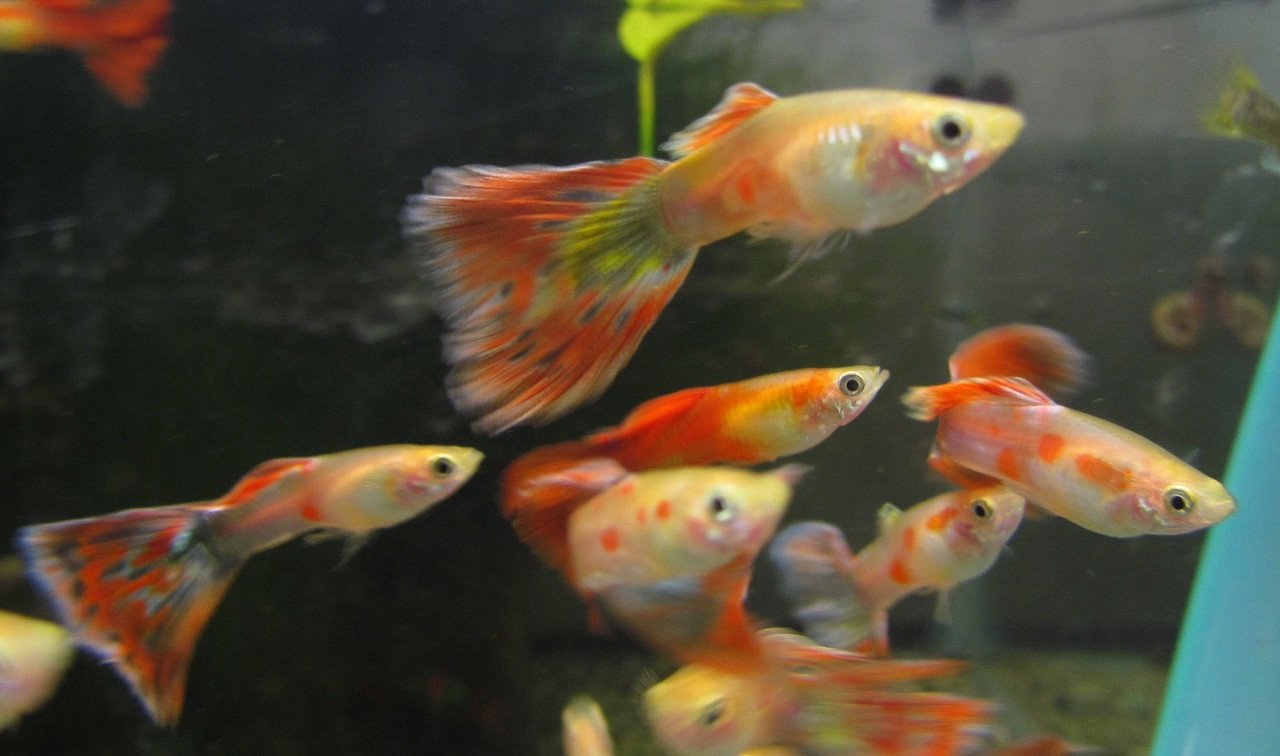 Livebearers - TRiN's Tropical Fish