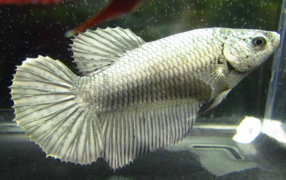 Halfmoon Dumbo Bettas For Sale