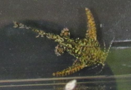 Stone catfish (Hara jerdoni)