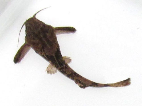 Freshwater Catfish For Sale