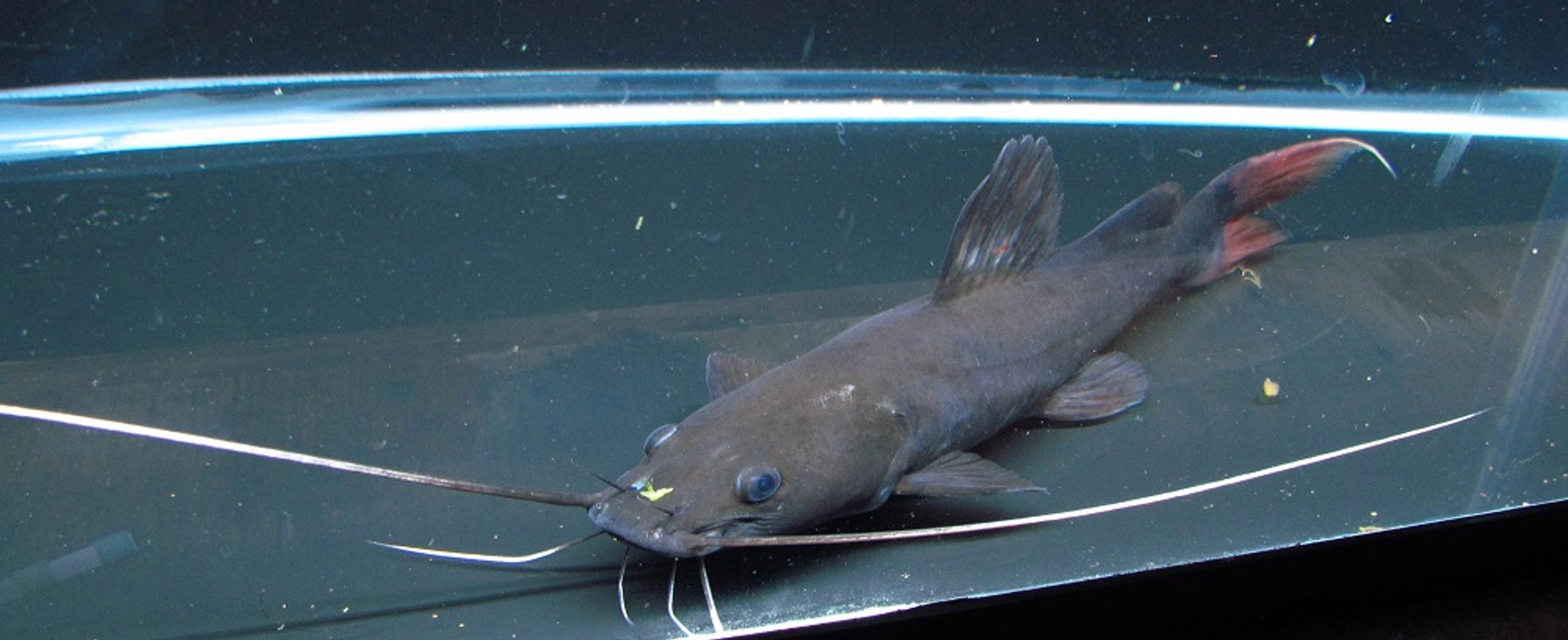 Red Belly Piranhas for Sale Buy Predatory Freshwater Fish Online